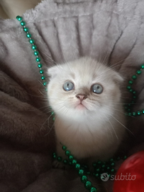 Gattini scottish pronti Natale