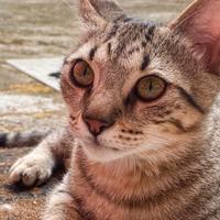 Pino, Bob e Morgan in adozione