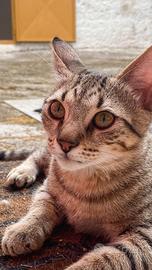 Pino, Bob e Morgan in adozione