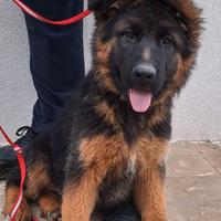 Pastore tedesco 3 mesi femmina