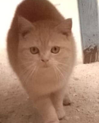 Cuccioli di gatto exsotic shorthair
