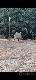 Kangal malakly