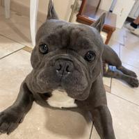 Bulldog francese maschio per accoppiamento