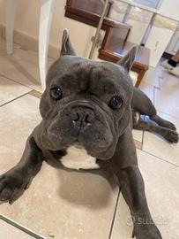 Bulldog francese maschio per accoppiamento