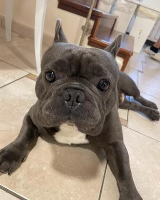 Bulldog francese maschio per accoppiamento