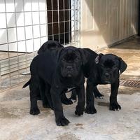 Cane corso cuccioli con pedigree