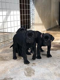 Cane corso cuccioli con pedigree