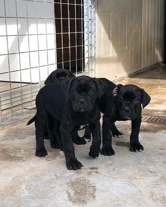 Cane corso cuccioli con pedigree