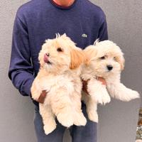 Cuccioli di Maltipoo Maschietti