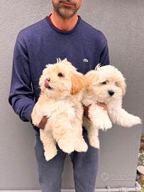 Cuccioli di Maltipoo Maschietti