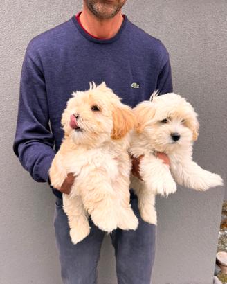 Cuccioli di Maltipoo Maschietti