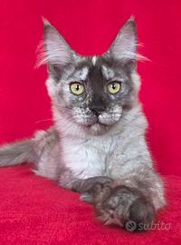maine coon femmina con pedigree