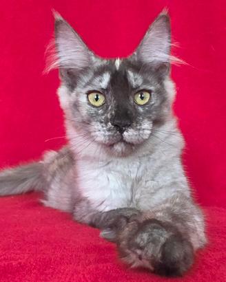 maine coon femmina con pedigree