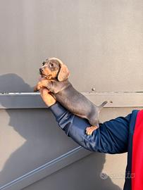 Cuccioli di bassotto nero focato e blu