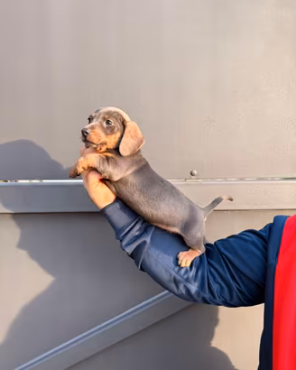 Cuccioli di bassotto nero focato e blu