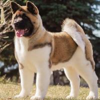 Akita americano femmina