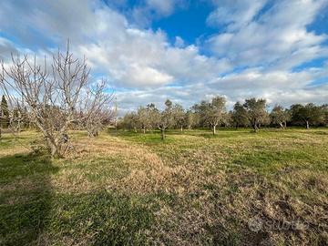 Terreno Agricolo su Avetrana Nardò 10000 are
