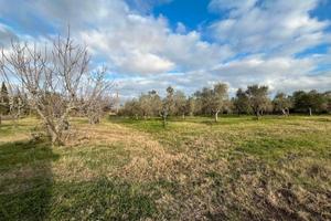 Terreno Agricolo su Avetrana Nardò 10000 are