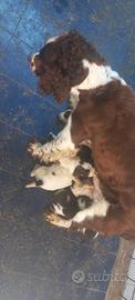 Cuccioli di springer spaniel