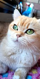 British golden, femmina