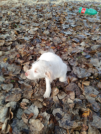 Cucciola di Pointer-Lagotto