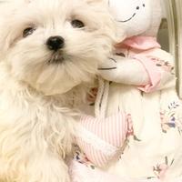 Cucciola maltese coreana