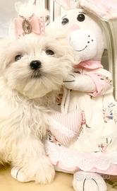 Cucciola maltese coreana