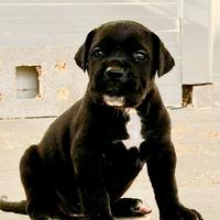 Cuccioli cane corso