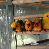 Pappagallo conuro jandaya