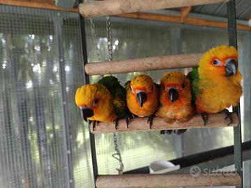 Pappagallo conuro jandaya