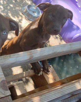 American Pitbull Red Nose cuccioli