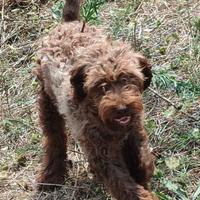 Cane razza Lagotto