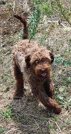 Cane razza Lagotto
