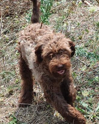 Cane razza Lagotto