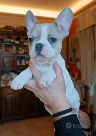 Bulldog francese esotico
