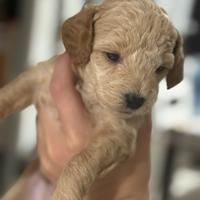 Cuccioli Barboncini Toy