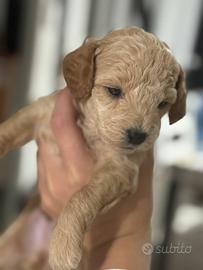 Cuccioli Barboncini Toy