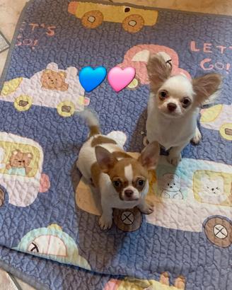 Chihuahua