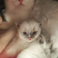 Lunabella ragdoll cattery cuccioli disponibili