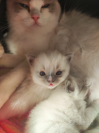 Lunabella ragdoll cattery cuccioli disponibili