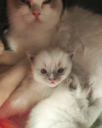MYSTIC MOON ragdoll cattery - cuccioli disponibili