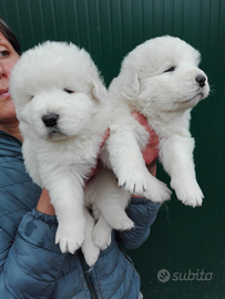 Cuccioli pastore maremmano abruzzese super