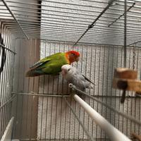 Inseparabili + 2 gabbie cova