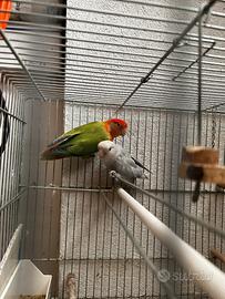 Inseparabili + 2 gabbie cova