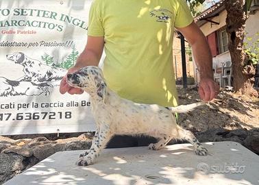 Cuccioli di Setter inglesi