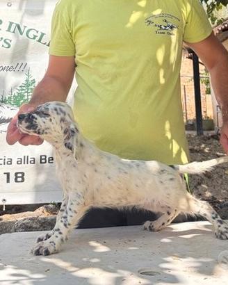 Cuccioli di Setter inglesi