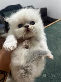 Gatto persiano