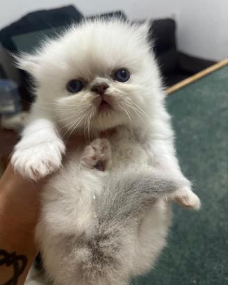 Gatto persiano
