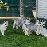 Siberina Husky