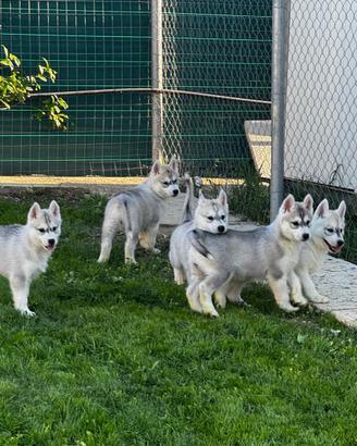 Siberina Husky